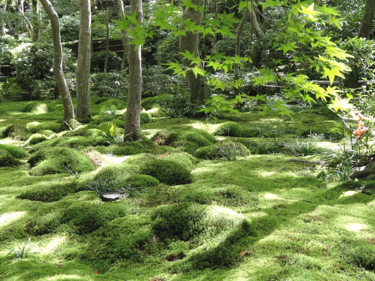 Jardin de mousse du Gio-ji à Arashiyama, Kyoto