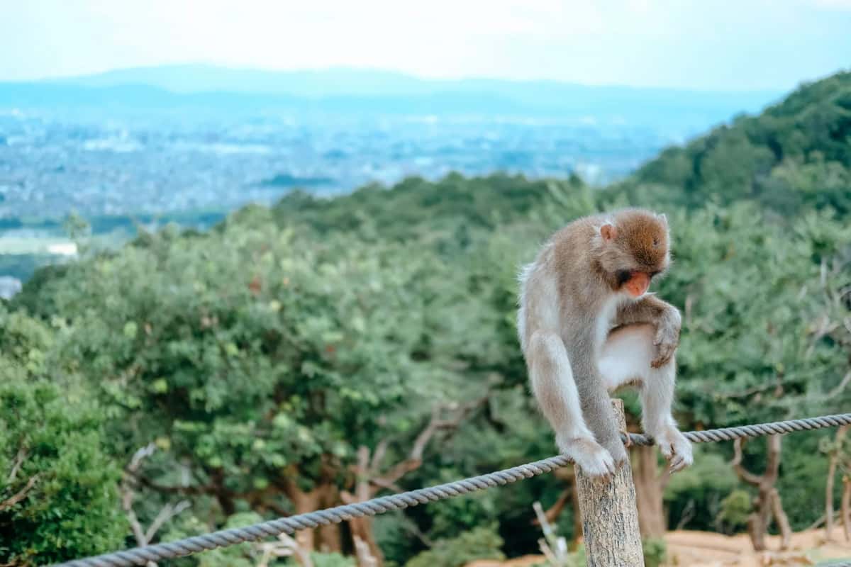 Macaque japonais du parc aux singes Iwatayama, avec vue sur Kyoto