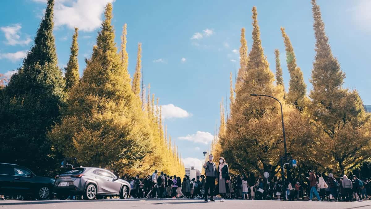 Allée de ginkgos jaune d'or de Meiji Jingu Gaien à Tokyo, remplie de promeneurs