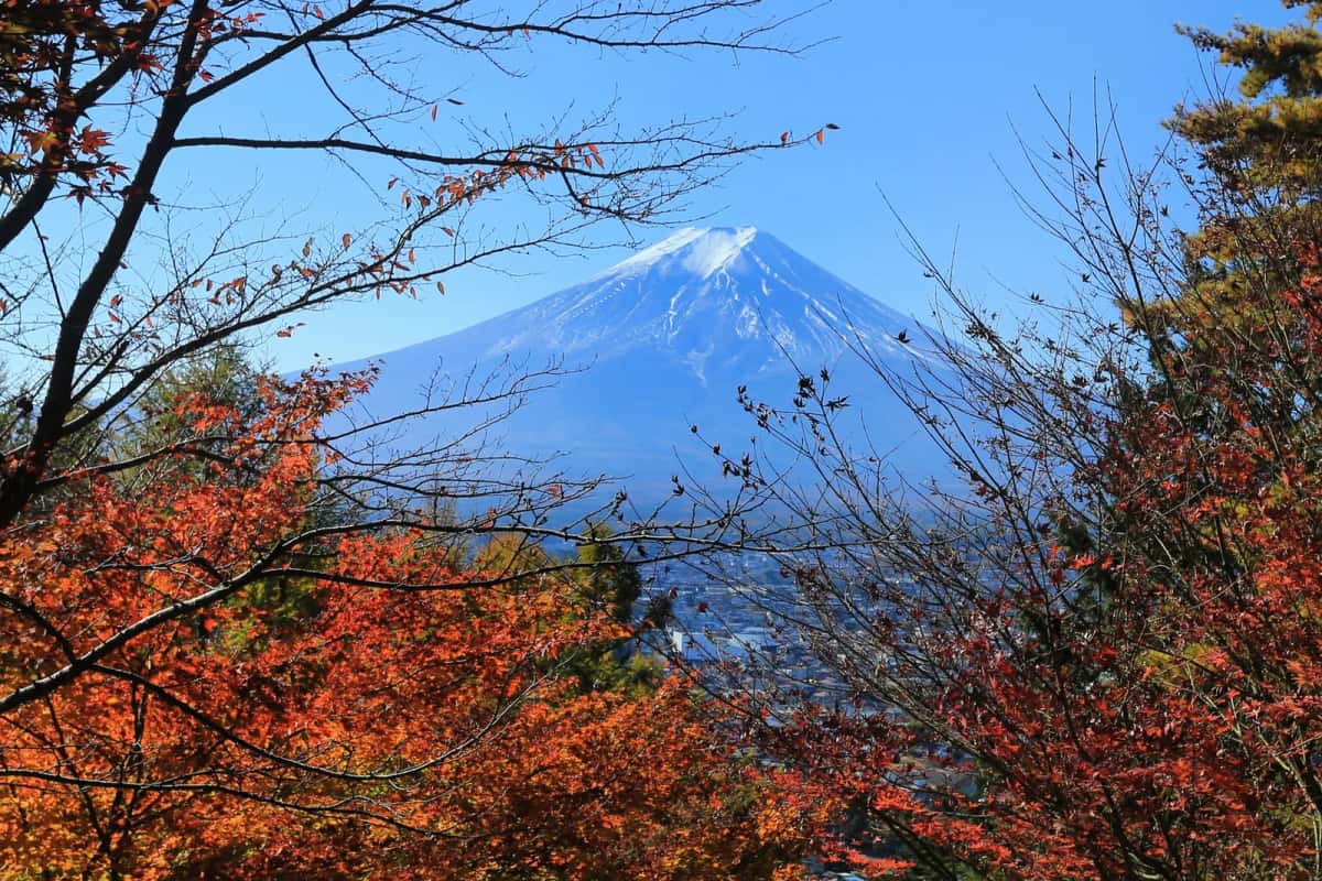 Mont Fuji enneigé derrière des érables rouges en automne