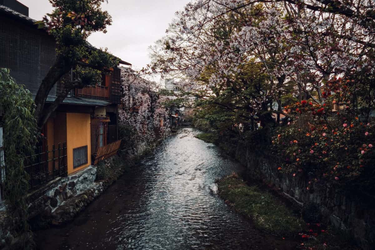 Le canal Shirakawa à Gion, bordé de cerisiers et de maisons en bois