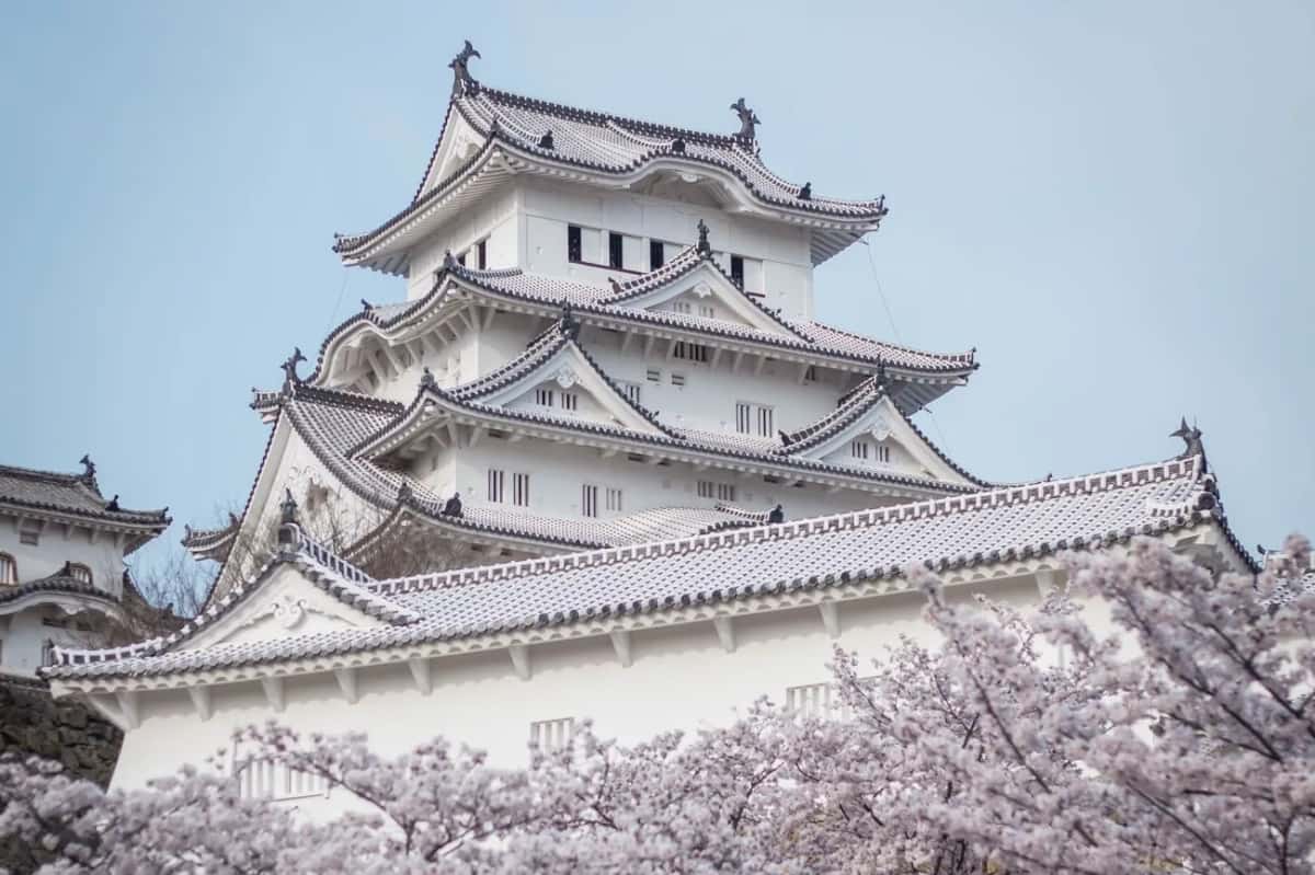 Le château de Himeji derrière les cerisiers en fleurs au printemps