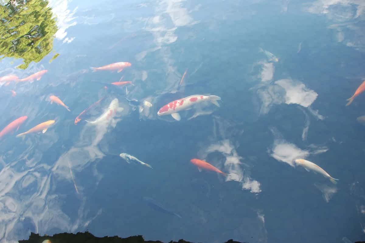 Carpes koï dans l'étang du jardin Kōko-en à Himeji