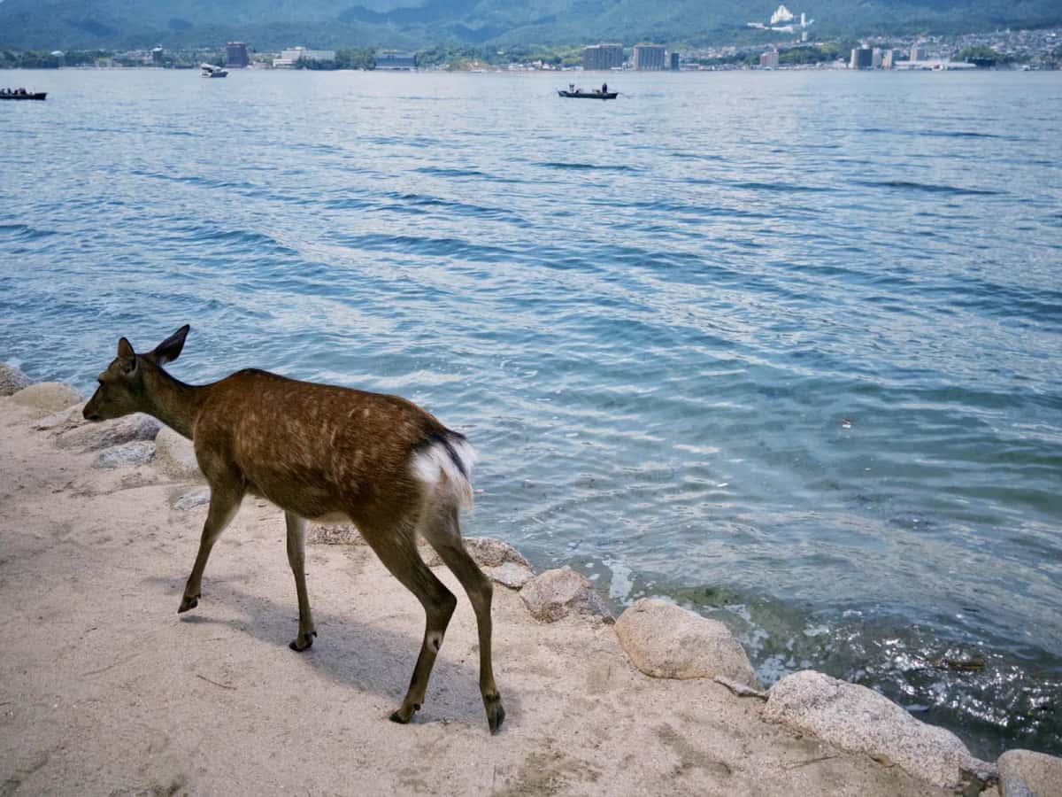 Cerf sika en liberté sur l'île de Miyajima, avec la mer intérieure de Seto en arrière-plan