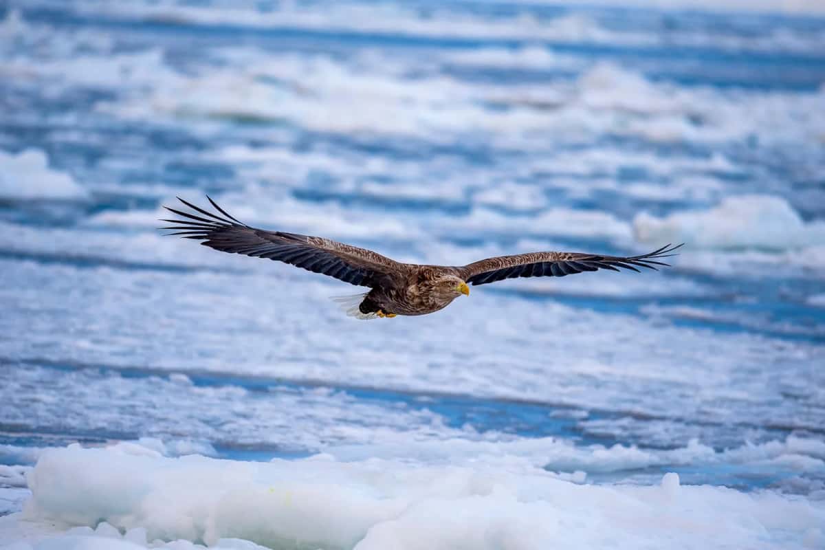 Glaces dérivantes sur la mer d'Okhotsk au large de Shiretoko, avec un aigle de mer
