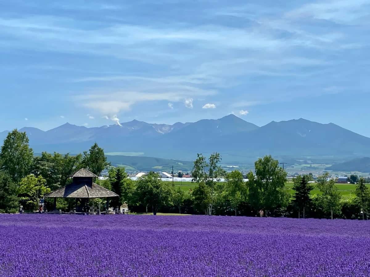 Champs de lavande de Furano avec les montagnes en arrière-plan, Hokkaido