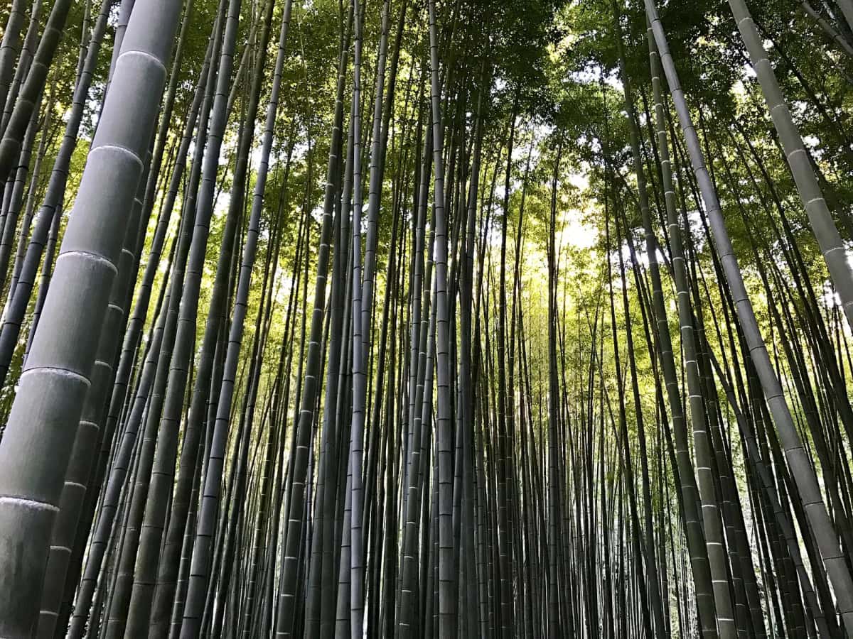 La bambouseraie du temple Hōkoku-ji à Kamakura