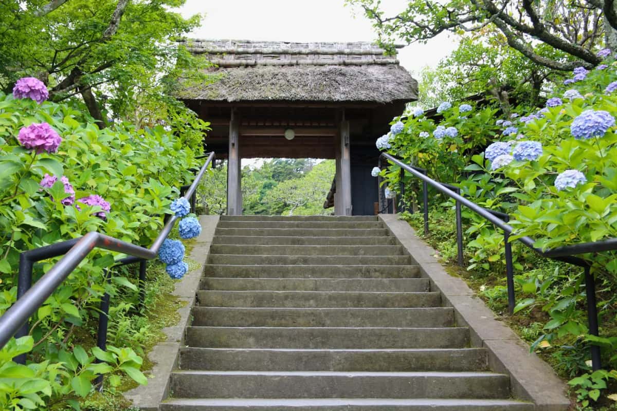 Escalier bordé d'hortensias en fleur menant à une porte au toit de chaume, dans un temple de Kamakura en juin