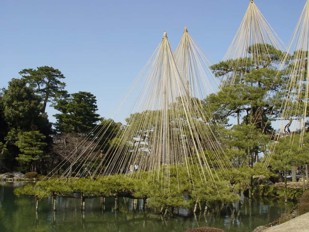 Les cordes en parapluie du yukitsuri tendues au-dessus d'un pin du jardin Kenroku-en
