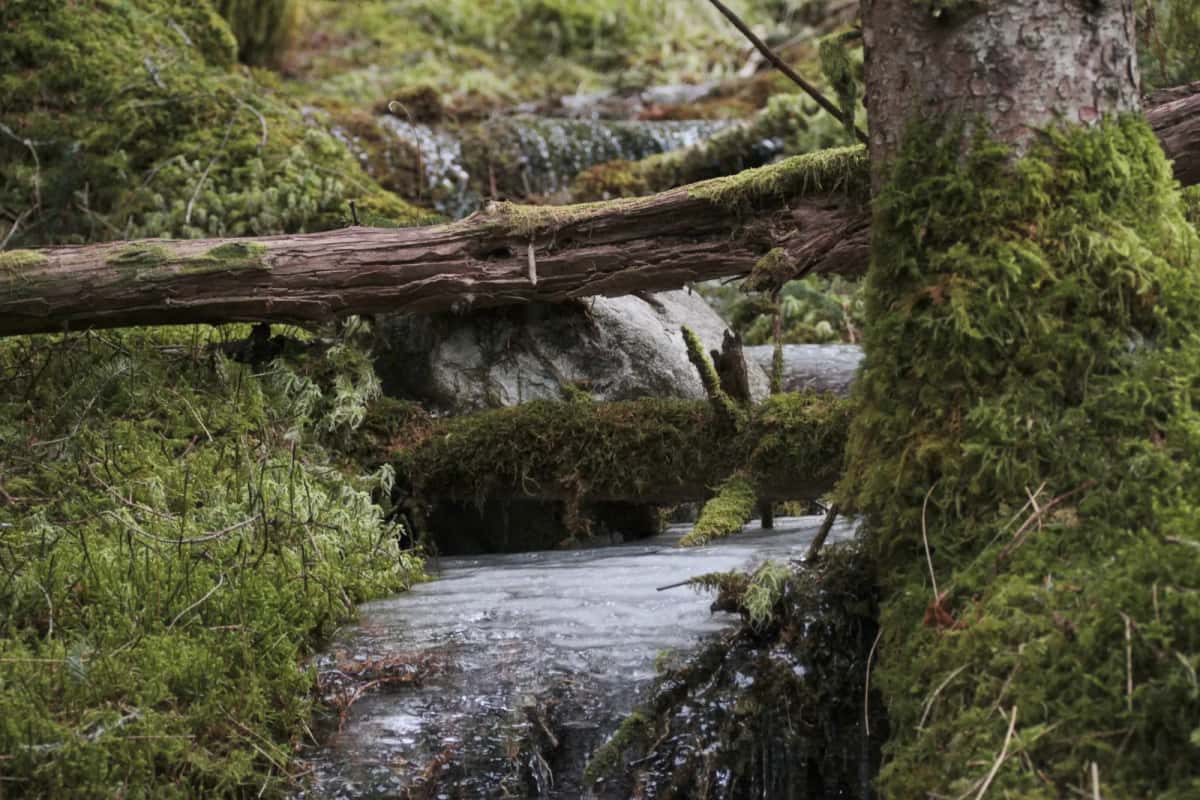 Sous-bois tapissé de mousse épaisse et troncs couverts de lichen dans la forêt primaire de Yakushima, Kyushu