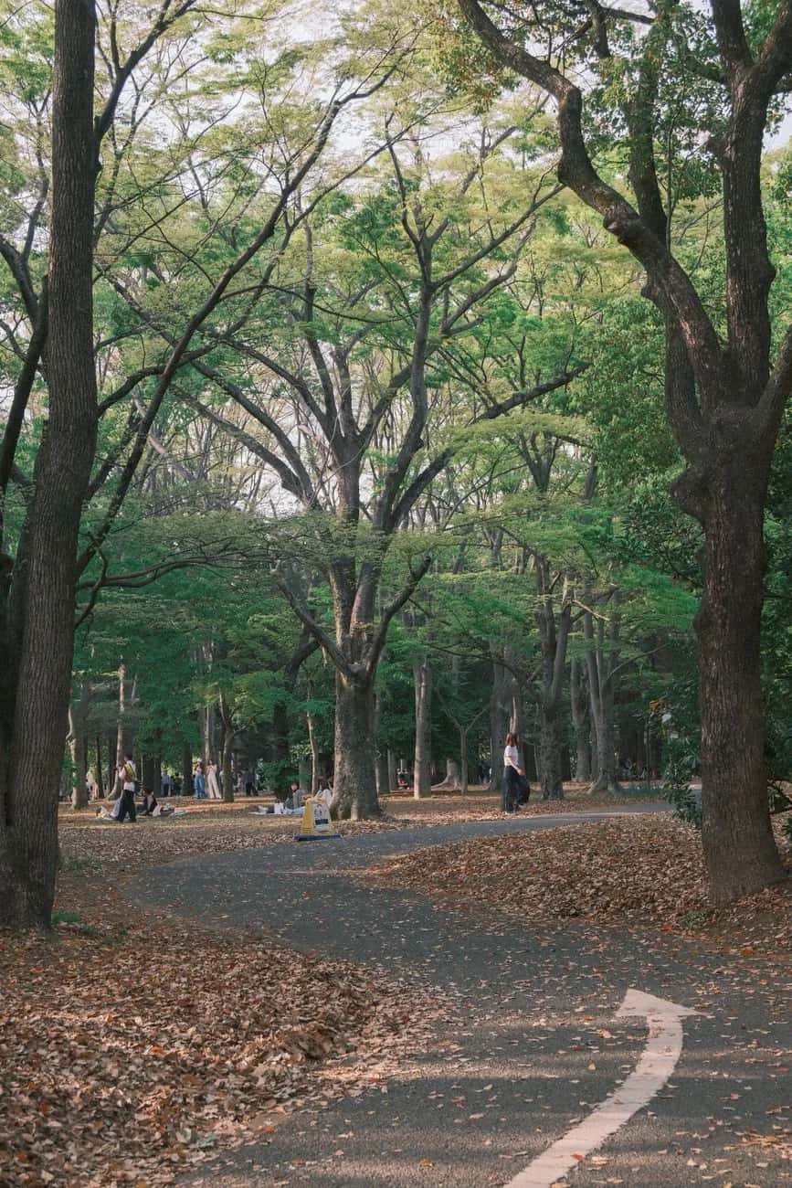 Allée du parc Yoyogi sous les arbres en automne, derrière le Meiji Jingu à Tokyo
