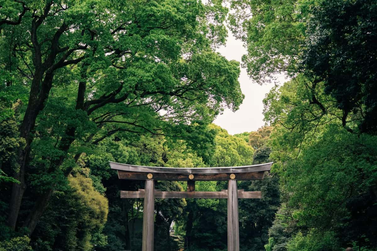 Le grand torii en bois du Meiji Jingu sous la forêt de Yoyogi, à Tokyo
