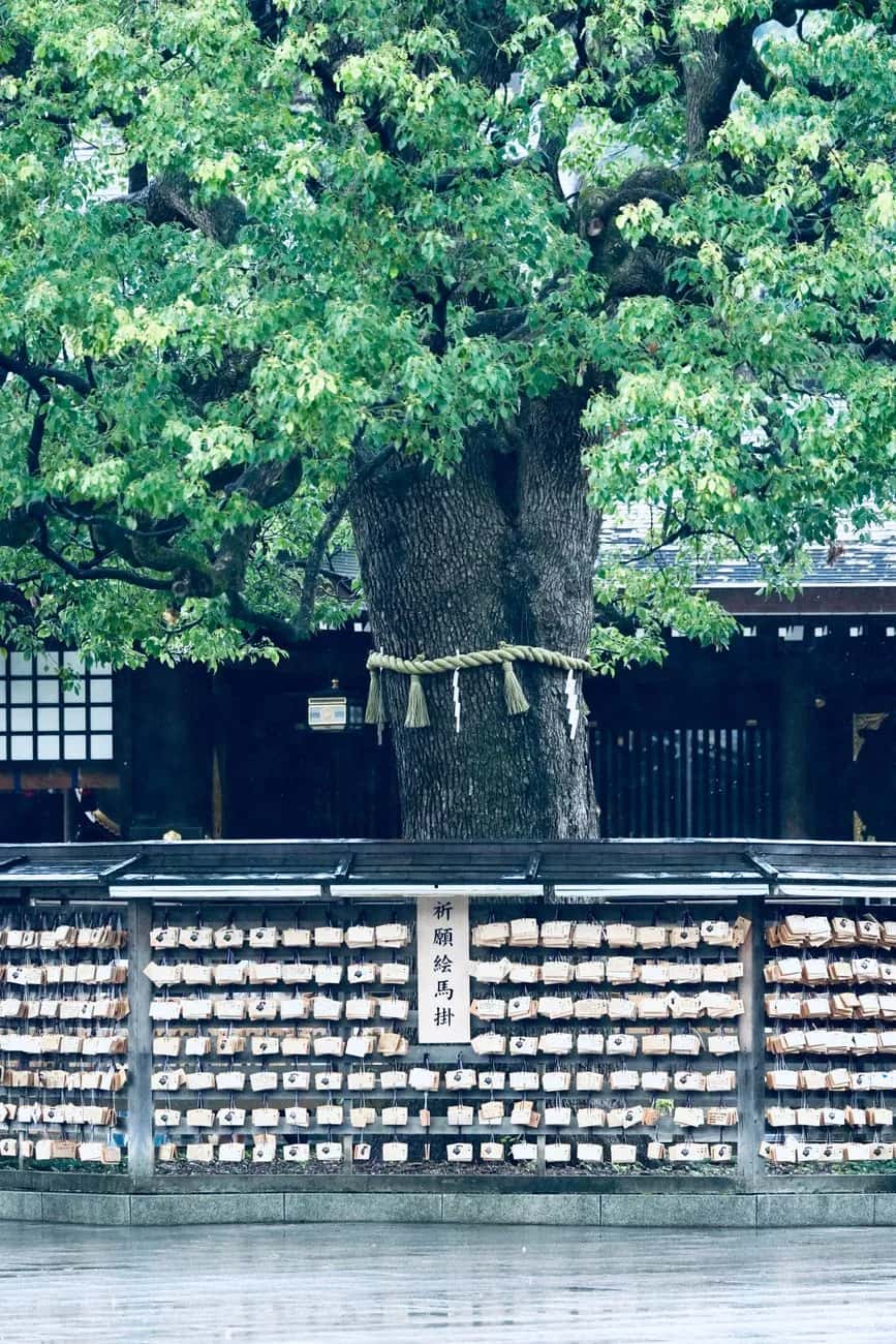 Mur d'ema et camphrier sacré ceint d'une corde de paille dans la cour du Meiji Jingu
