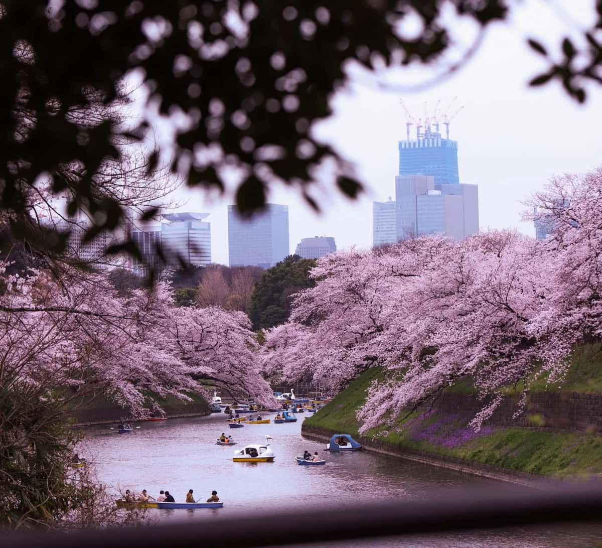 Barques sous les cerisiers en fleurs de Chidorigafuchi, avec les tours de Tokyo en arrière-plan