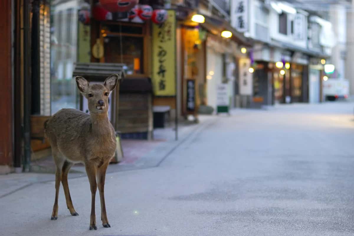 Un cerf sika debout dans une rue bordée de boutiques et de lanternes à Miyajima