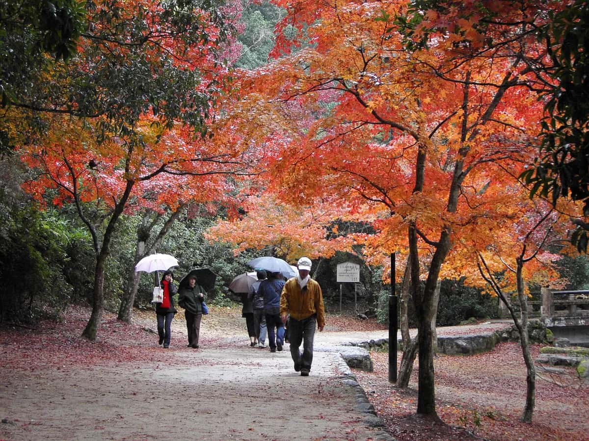 Érables rouges en automne le long du chemin du parc Momijidani, Miyajima