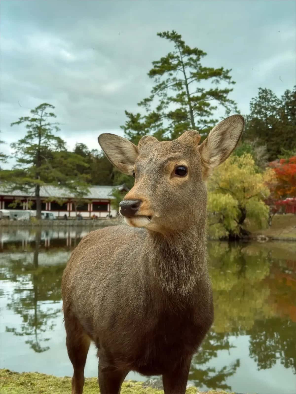 Cerfs dans Nara Park avec architecture japonaise traditionnelle