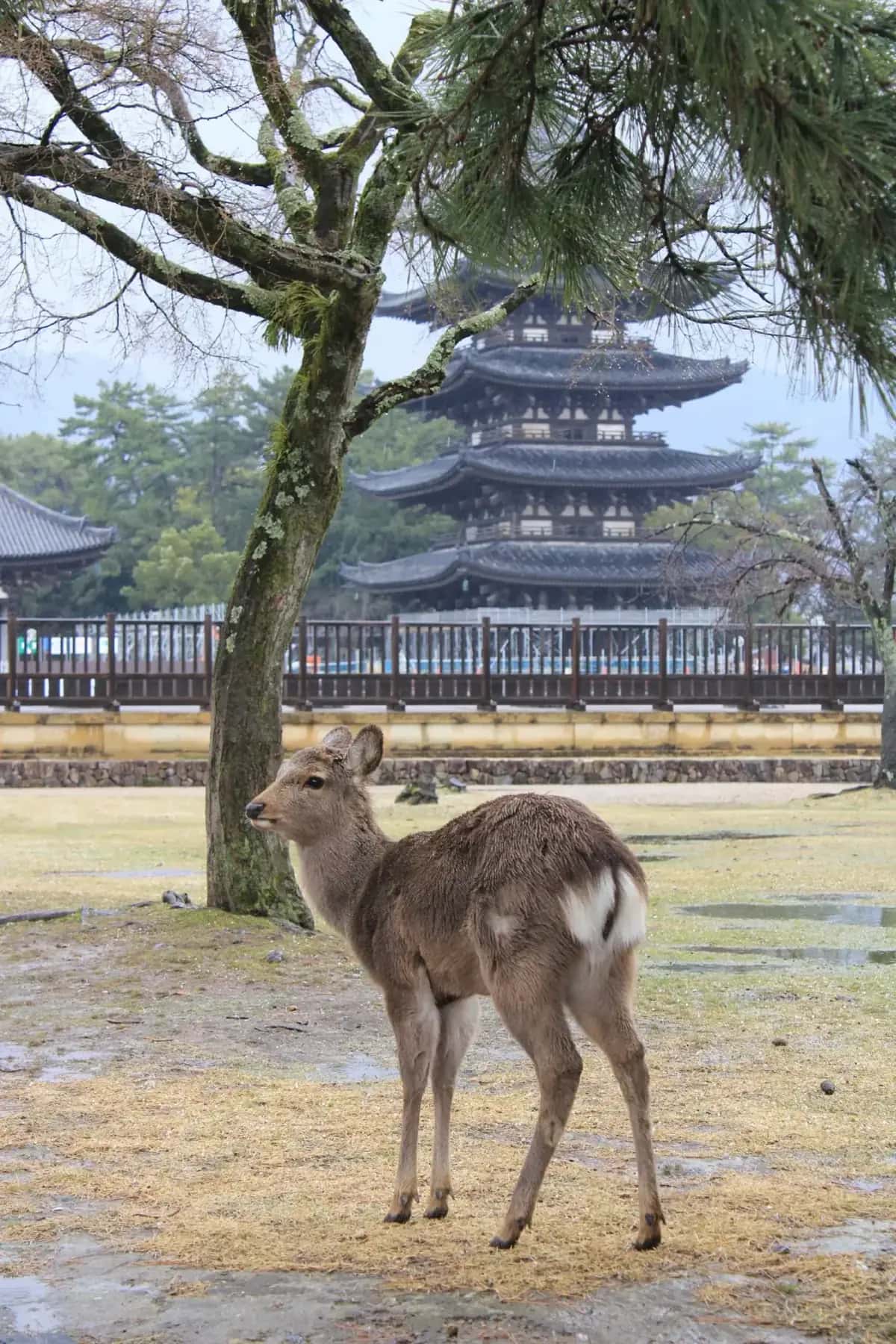 Cerfs sacrés de Nara devant les temples