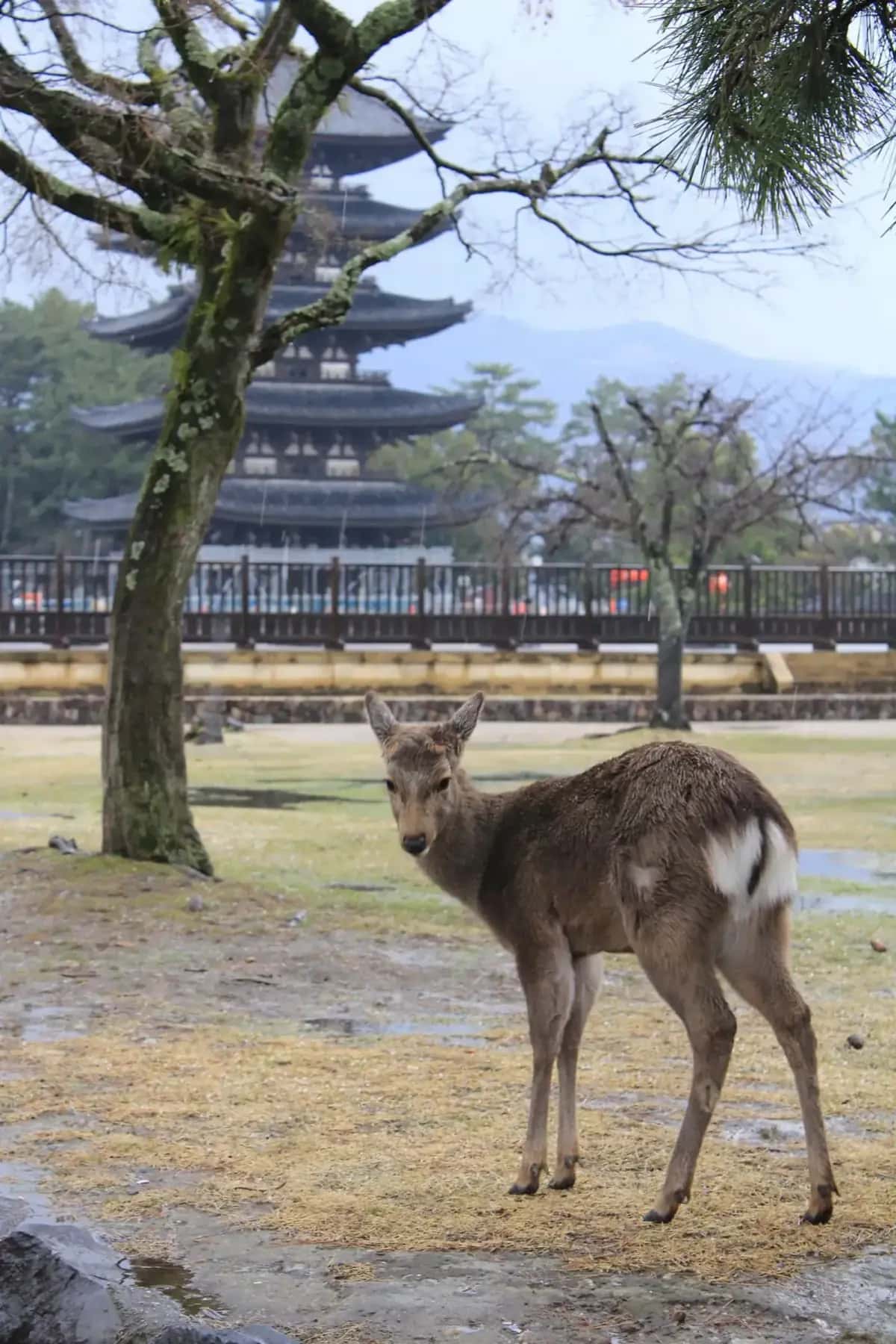 Cerf sika dans Nara Park avec pagode en arrière-plan