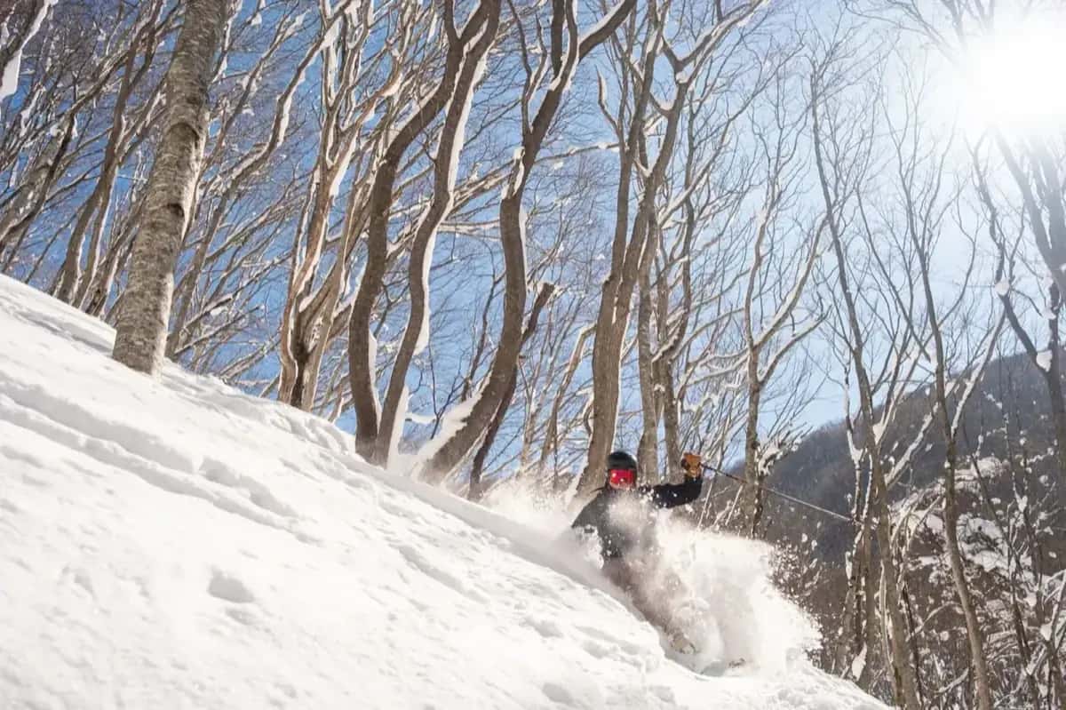 Ski en forêt à Hanazono Niseko