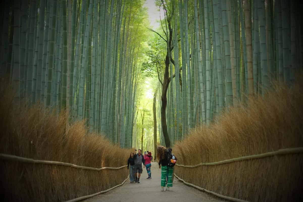 Bambouseraie Arashiyama visiteurs Kyoto Japon