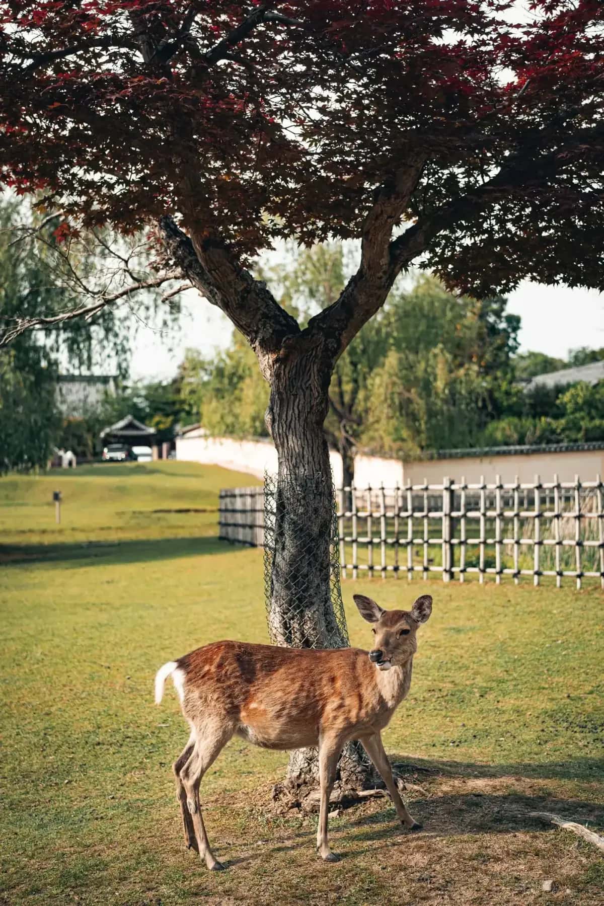 Cerf sous les fleurs de cerisier à Nara au printemps