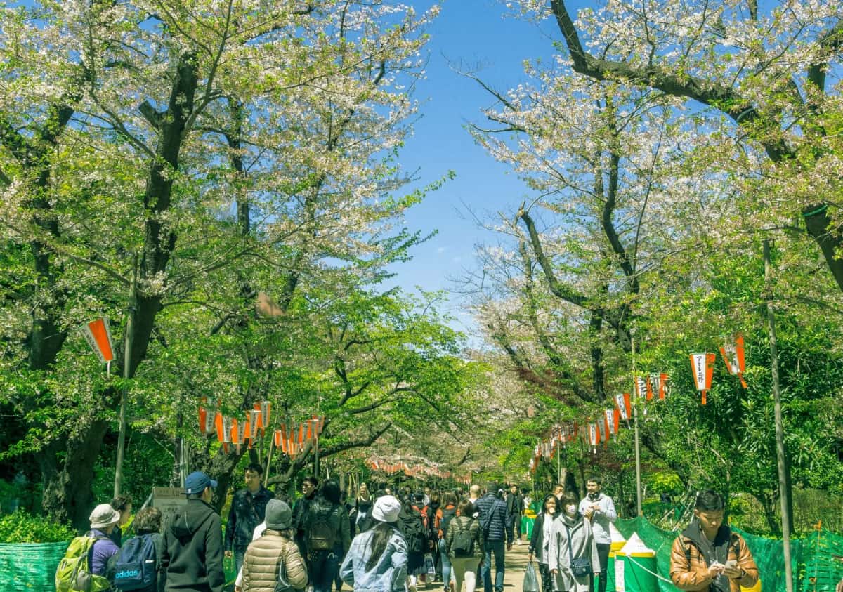 Allée de cerisiers en fleurs et lanternes au parc d'Ueno à Tokyo au printemps