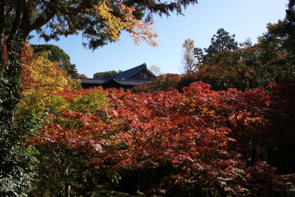 Érables rouges et jaunes au pic du momiji devant les toits du temple Tofuku-ji à Kyoto