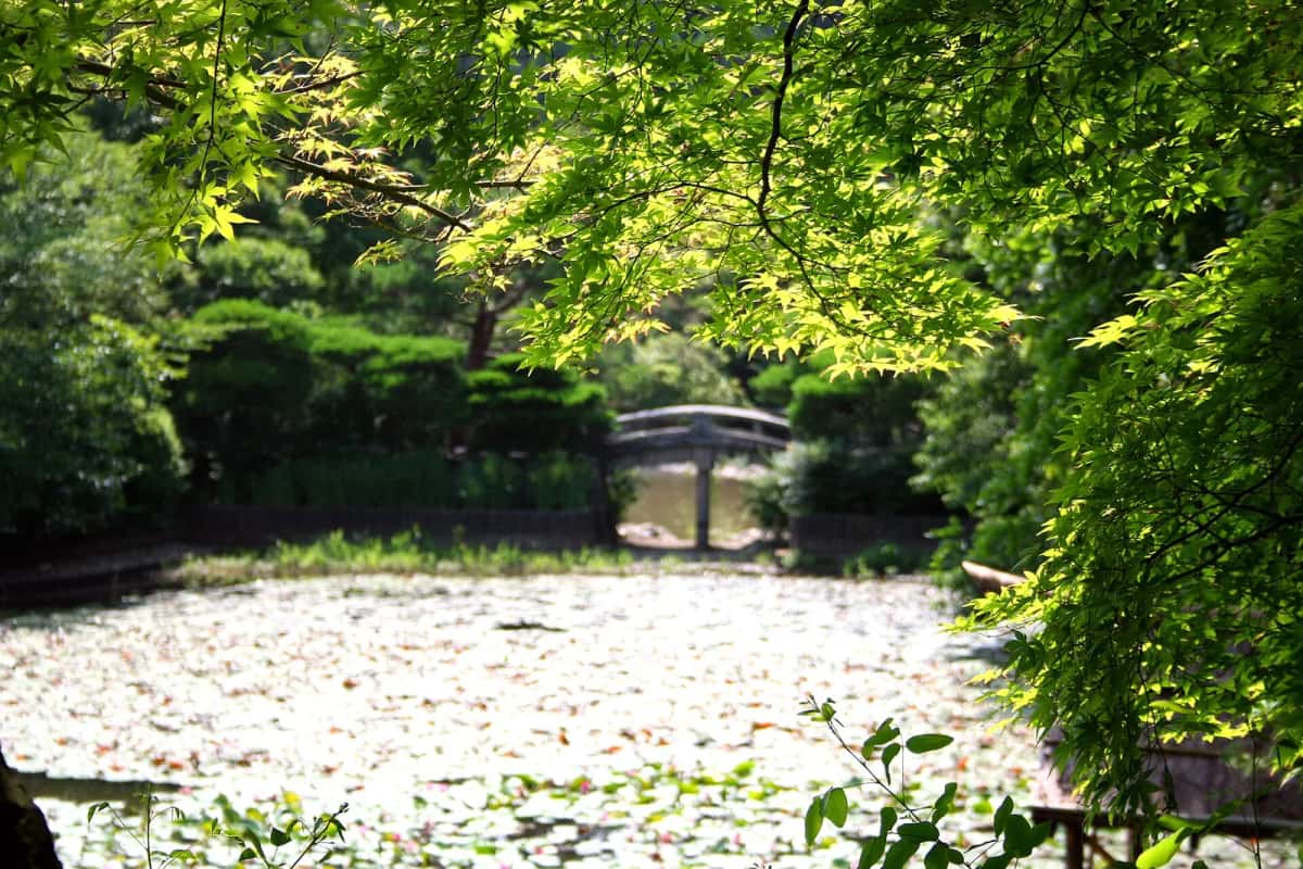 L'étang Kyoyochi du Ryoan-ji à Kyoto, couvert de nénuphars, avec un pont de pierre et des érables