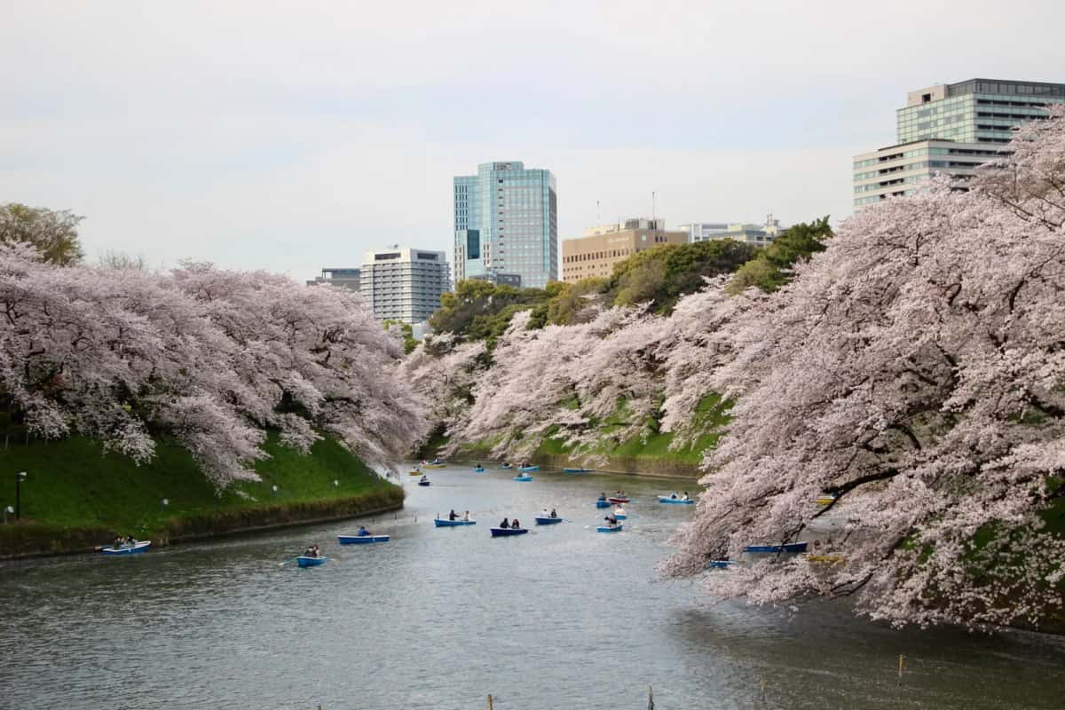 Barques sous les cerisiers en fleurs dans les douves de Chidorigafuchi à Tokyo