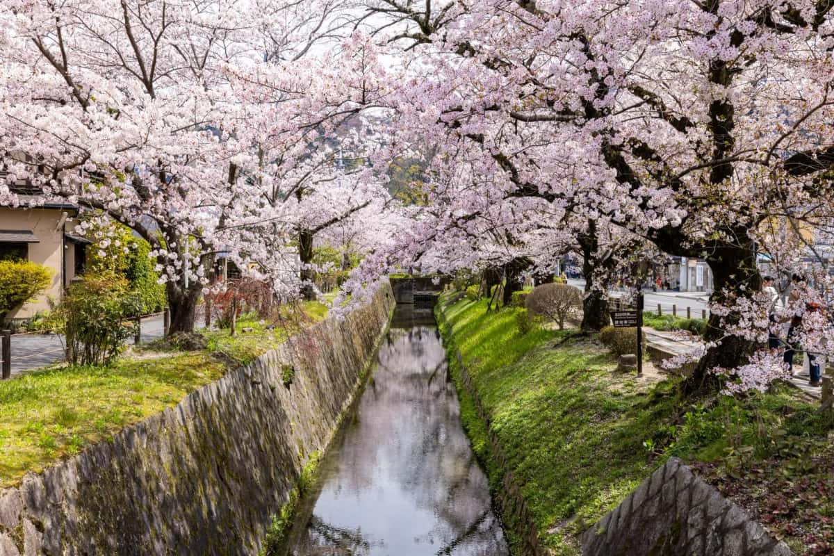 Canal du chemin de la Philosophie bordé de cerisiers en fleurs à Kyoto