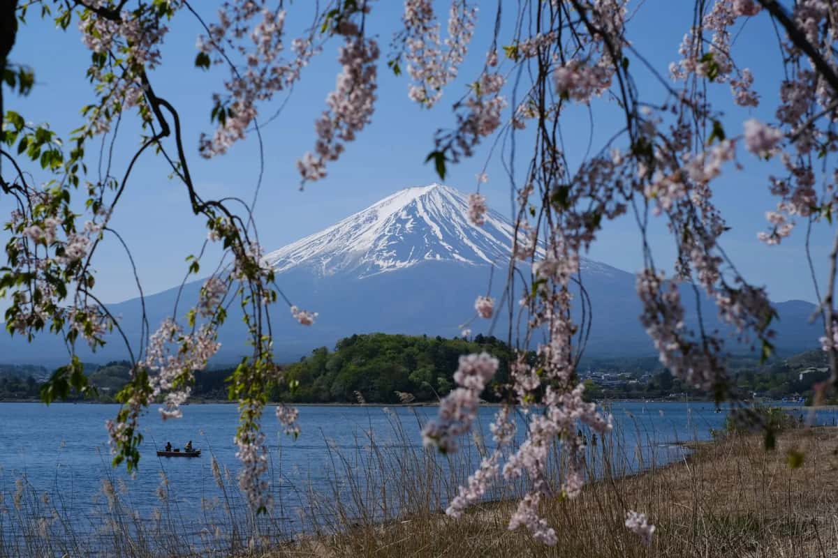 Mont Fuji enneigé vu à travers les cerisiers en fleurs au bord du lac Kawaguchiko