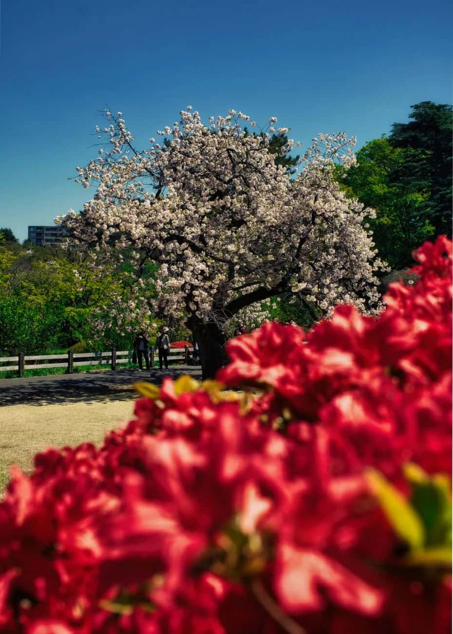 Cerisier tardif à fleurs doubles et azalées rouges à Shinjuku Gyoen, fin avril, à Tokyo
