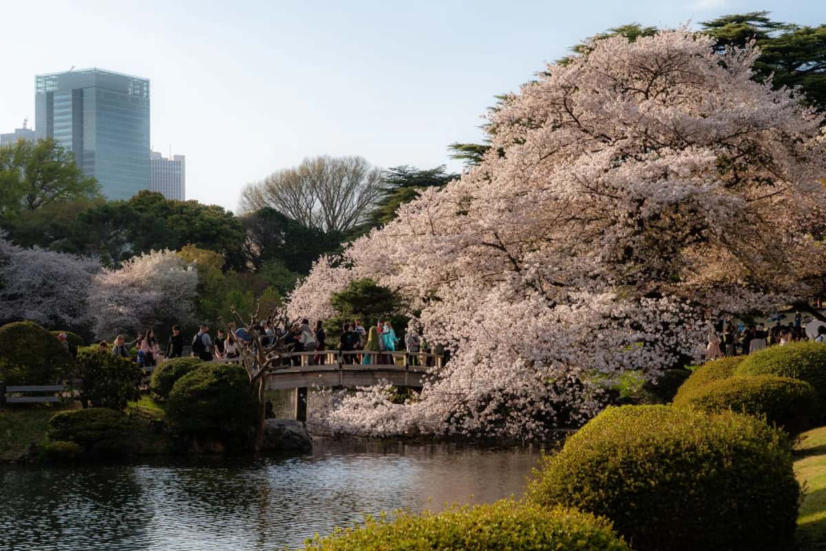 Cerisiers en fleurs au-dessus du pont et de l'étang du jardin japonais de Shinjuku Gyoen, à Tokyo