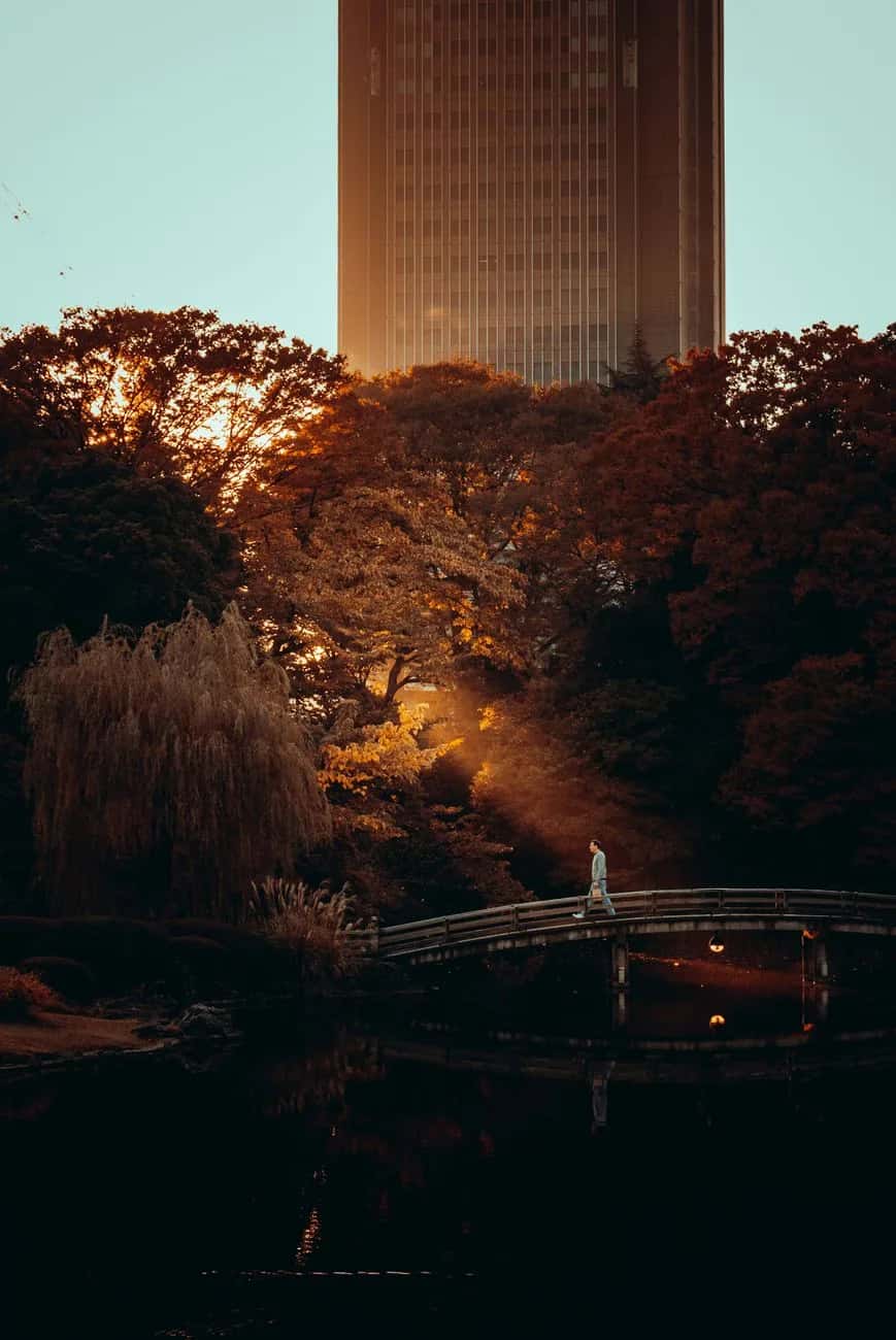 Feuillage d'automne au-dessus du pont courbe de Shinjuku Gyoen, avec un gratte-ciel de Shinjuku en contre-jour