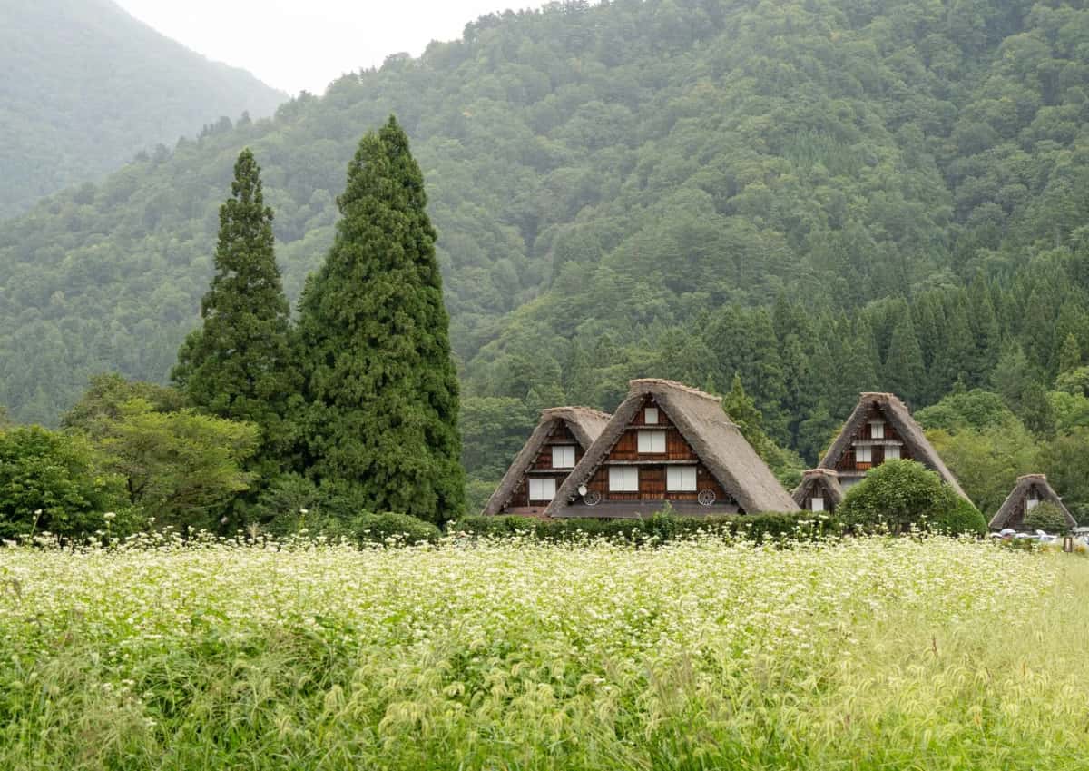 Fermes gassho-zukuri aux toits de chaume derrière un champ en fleurs du village d'Ogimachi, à Shirakawa-go
