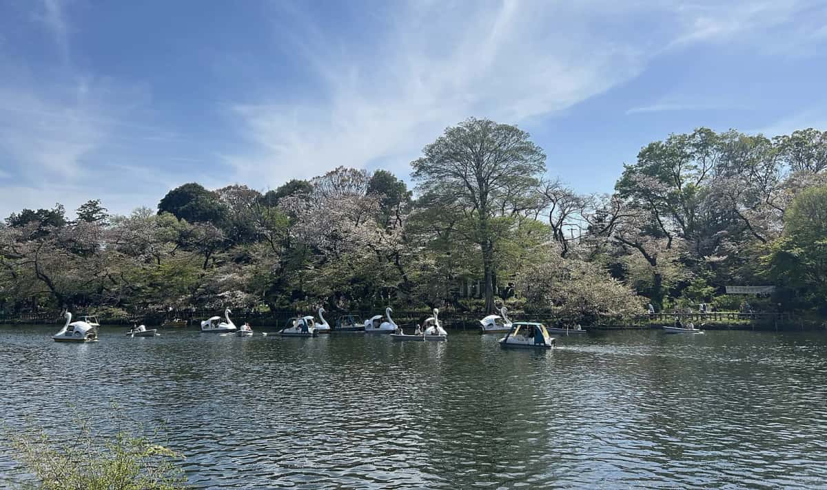 Étang du parc Inokashira, à côté du musée Ghibli, avec ses barques en forme de cygne