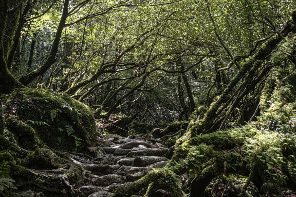 Rochers et troncs couverts de mousse dans la forêt de Shiratani Unsuikyo, à Yakushima