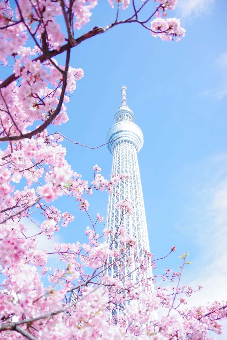 Branches de cerisiers roses en fleurs devant la Tokyo Skytree sur un ciel bleu